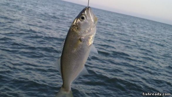 Как ловить ставриду на самодур? | Рыбу запретят вылавливать … | Flickr